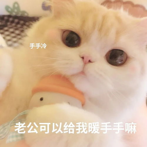 叫老公的表情包公猫