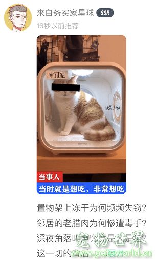 公然吸猫soul脑洞大开晒萌宠