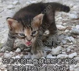 社会我喵哥凶狠斗图表情包软件社会我喵哥凶狠斗图表情包软件下载v1.0社会我喵哥凶狠斗图表情包软件下载安装免费下载