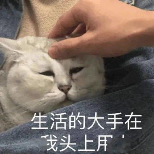 可爱沙雕表情包
