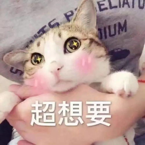 别人家的小猫咪,总是那么与众不同羡慕哭了