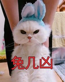 白色猫咪表情包