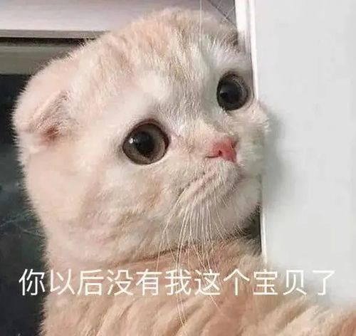 社畜猫猫表情包