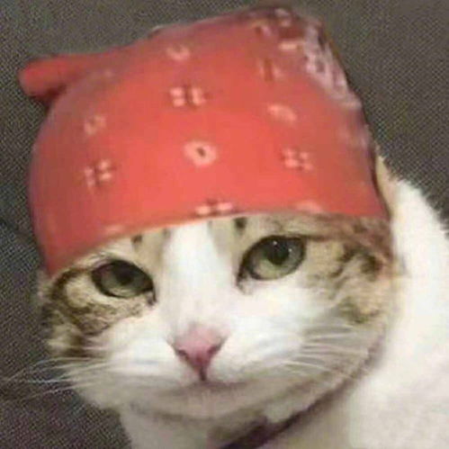 戴头巾猫咪头像猫咪头像头巾表情