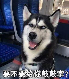 vetworthy什么东西睡若瘫痪,动如癫痫哈士奇是我