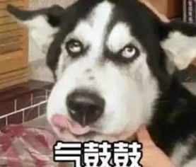 网友那些整天把狗当儿子养的人是什么心态