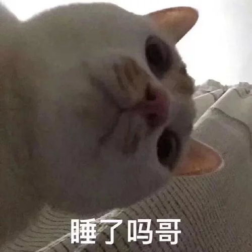 我在寻找一只叫做富贵儿的猫