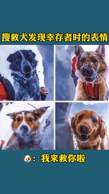 搜救犬发现幸存者时的表情,狗狗嗨,我来救你啦