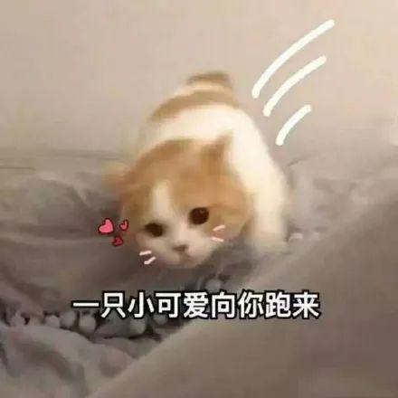 终于通过了深圳立法禁食猫狗,网友盼了十年