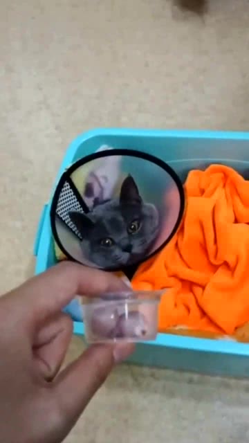 心碎的表情包蛋蛋
