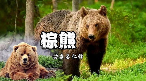 动物世界棕熊棕熊别名灰熊,小小棕熊有点萌动物世界棕熊