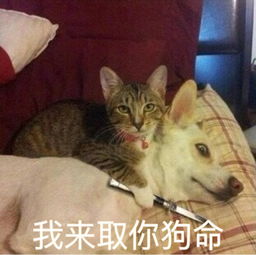 可爱猫的表情包