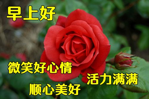 12月12日最漂亮早上好动态表情图片大全,早晨好动图美图大全