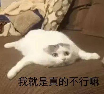 猫咪表情包接下来你是不是要凶我了