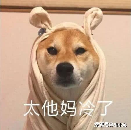 与狗同在有它,此生无憾