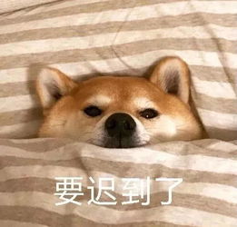 高清无水印柴犬专用表情包微笑中透露着贫穷