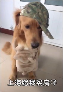 狗狗发抖的表情包金毛