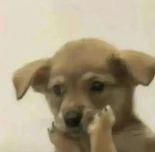辣梨下身穿的裙子太短了女团爱豆的肌肉记忆到底是什么