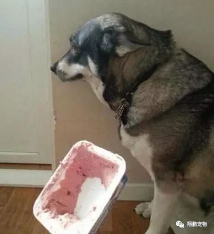 据说确认狗狗有没有犯错,看耳朵就知道了
