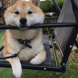 最全微信柴犬表情包大全合集,搞笑斗图贱表情包