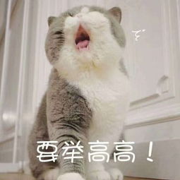 表情包人家超可爱的.