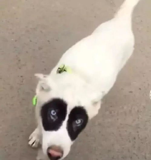 猫咪挺起腰板,宠物妈肚子没墨水了吧,萌宠的搞笑