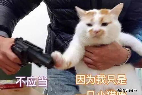 抱猫的正确姿势,你了解过吗华元宠阅会