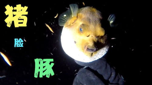 太平洋夜潜孤岛,海底货太多龙虾琵琶虾抓到手软,还有猪脸河豚