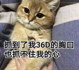 怼人专用表情包敢惹我生气,反手抓个屁塞你嘴里
