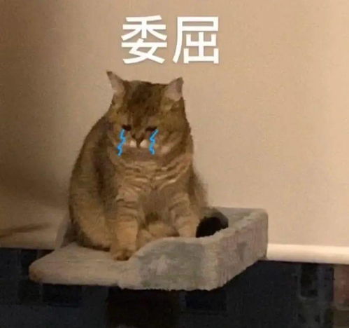 抖音热门表情包丨你别过来我怕狗