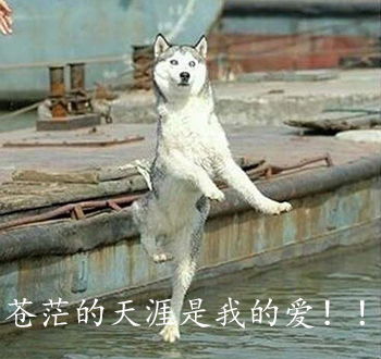 二哈搞笑图片表情带字哈士奇表情图片重磅来袭