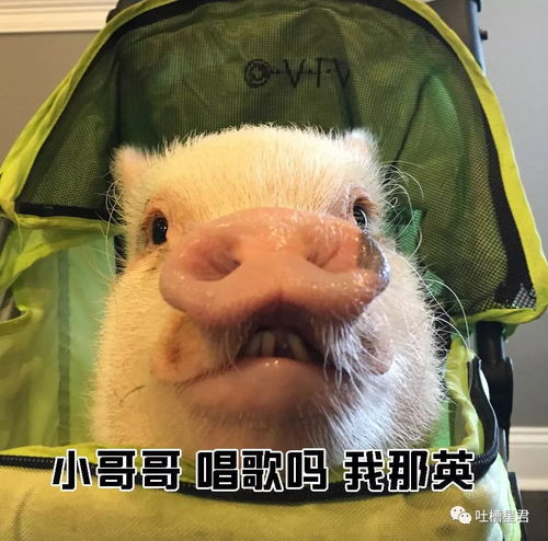 教你如何一句话搭讪小哥哥