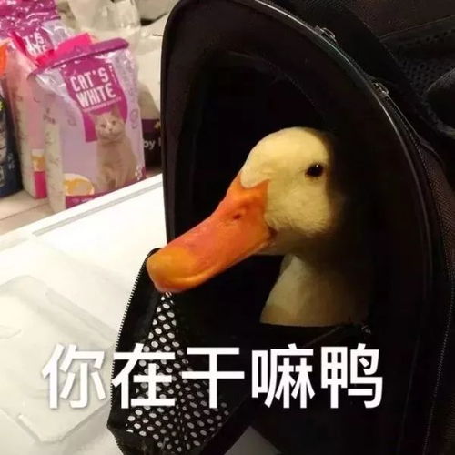 网红鸭子表情包动图宁泽涛