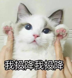合肥情侣因天价彩礼怒分手,聊天记录火了你怎么看