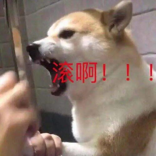 这表情包有毒,存到停不下来