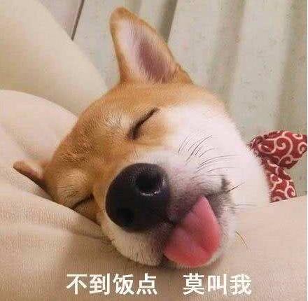 16个养狗冷知识,不知道的,只能证明你养狗有多失败