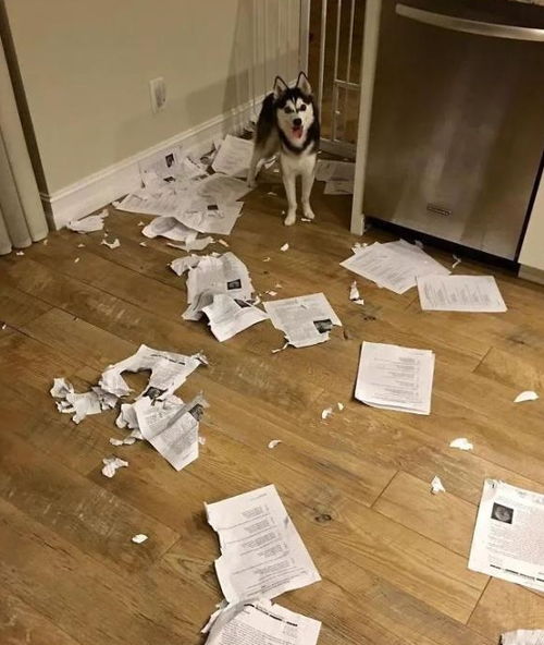 哈士奇犯二合集,完全是狗界的犯二扛把子,主人不想养这狗了