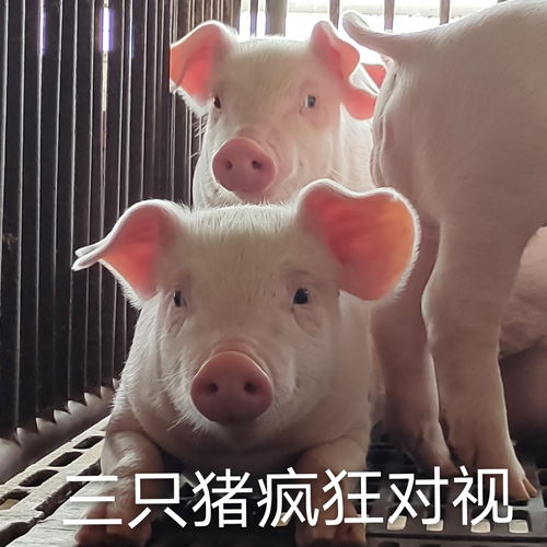动物表情包可爱可爱动物