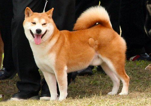 永远也无法当警犬的5种狗狗