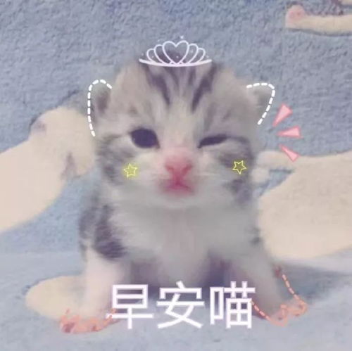 壁纸头像超可爱搞笑猫咪表情包