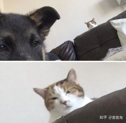 猫狗表情包微信公众号邋遢