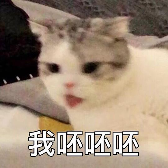 会飞的鱼的相册宠物表情包带字