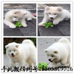 精品萨摩宝宝出售中保纯保健康cku认证血统
