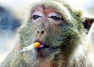 盘点动物抽烟的爆笑瞬间猴子表情销魂