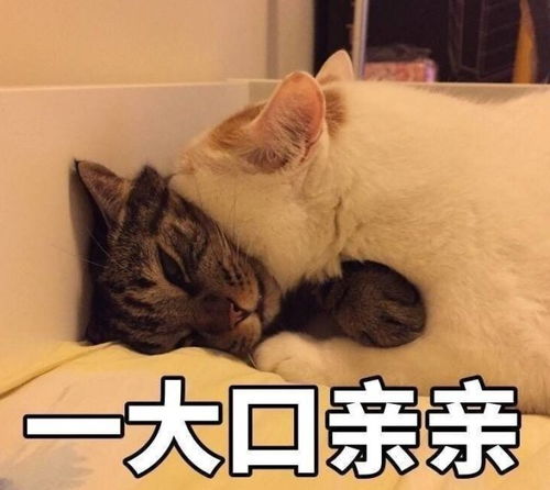 接吻照片情侣表情包出没