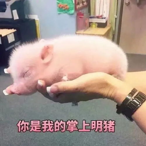 表情包我太难了