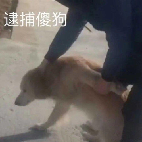 表情包没心没肺快乐加倍