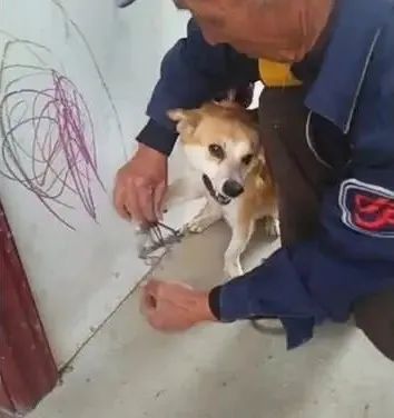 小土狗被老鼠夹夹脚,疼得嗷嗷叫,大爷心都碎了