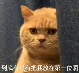 猫问号表情包最近很火