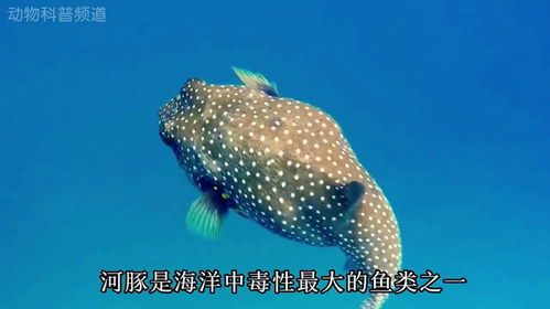 海豚通过刺激河豚释放出毒素给自己找点乐子